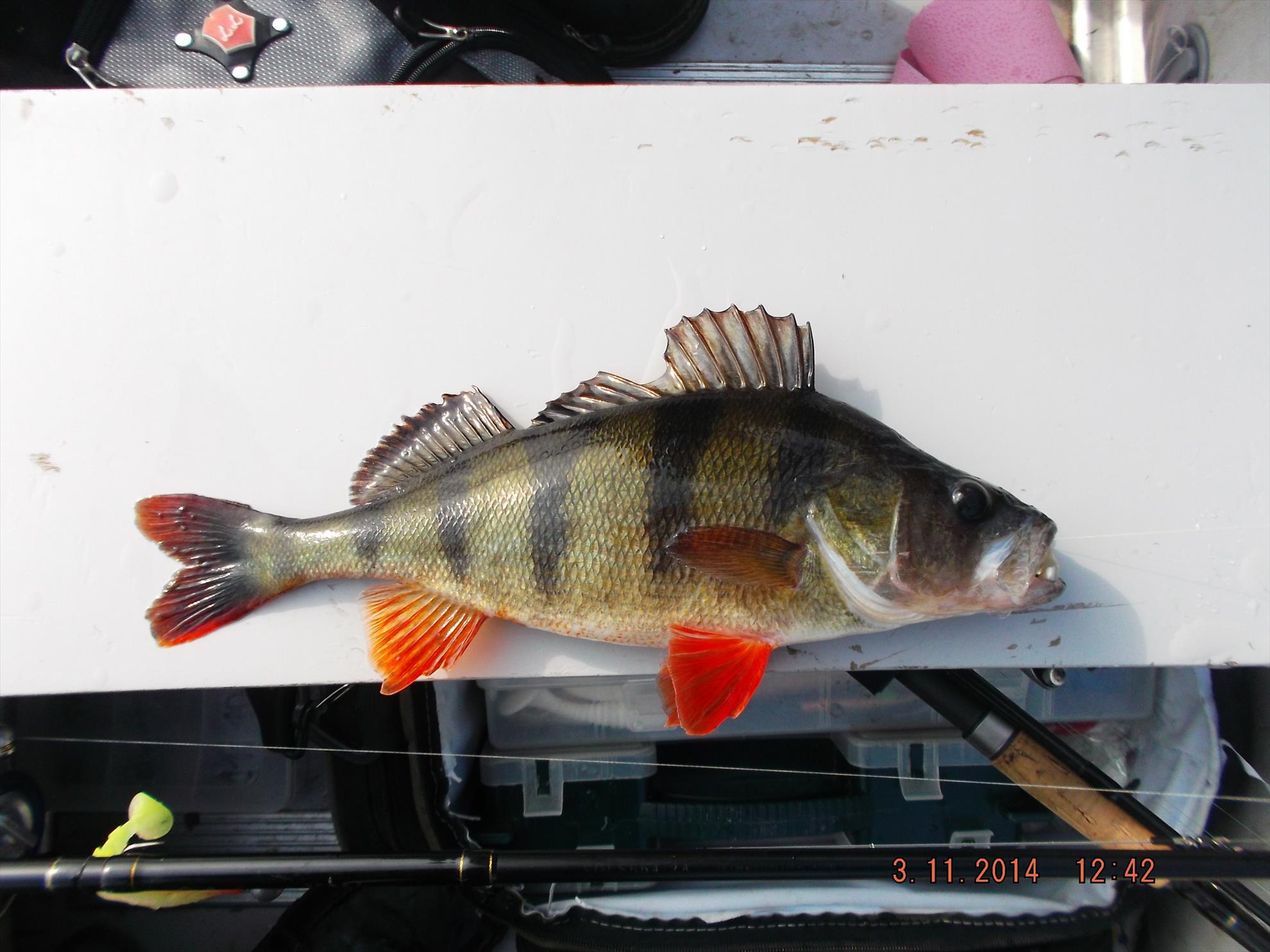 capturi - colorit exceptional

